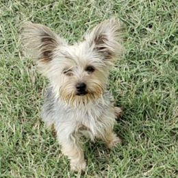 Yorkshire Terriers from Deb's Yorkies