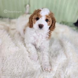 Cavapoo Puppies from Sharices Cavapoos
