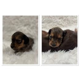 Beau - Red male Dachshund puppy in Chehalis, Washington from McJazzin Doxies