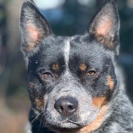 Dixie - Australian Cattle Dog