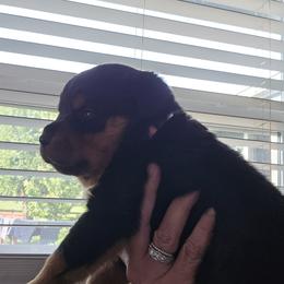 Light Pink Girl - Black and mahogany female Rottweiler puppy in Lebanon, Oregon from SOUTH SANTIAM ROTTWEILERS