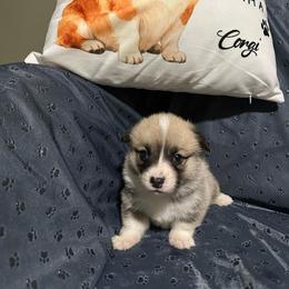 Belle - Red female Pembroke Welsh Corgi puppy in Urbana, Ohio from Edgewood Farm and Kennel