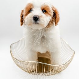 Clara - Parti female Goldendoodle puppy in Belton, South Carolina from Poodley Doodley Doo