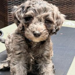 Tom Ford - Merle male Goldendoodle puppy in Pine Grove, California from Lundee Doodles