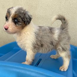 Wednesday - Blue merle female Aussiedoodle puppy in Moreno Valley, California from Rainbow SoCal Doodles