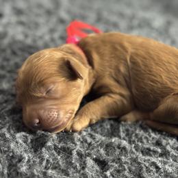 Rose - Red  female Goldendoodle puppy in Twin Falls, Idaho from Magic Valley Family Doodles