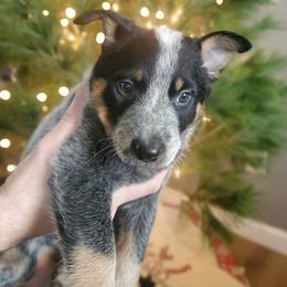 Flax - Blue male Australian Cattle Dog puppy in Monterey, Tennessee from Quarter Acre Farms