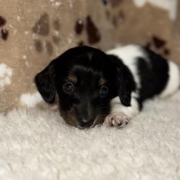 AKC Leonardo - Black and tan male Dachshund puppy in Indiana from Dani’s Darling Doxies