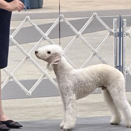 Bedlington Terriers from Little Starz Bedlington