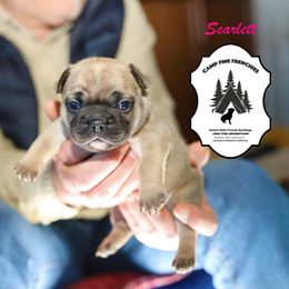 French Bulldog Puppies from Camp Fine Frenchies