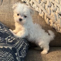 Pup 1 Male - White male Maltese puppy in Cisco, Texas from Fancy Pants Maltese
