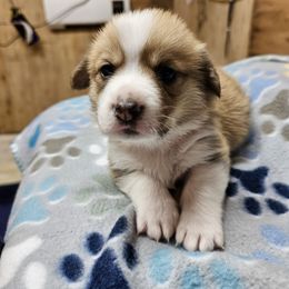 Orange boy - White and red male Pembroke Welsh Corgi puppy in Orange, Virginia from CL&L Corgi's