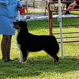 Bishop  - Australian Shepherd