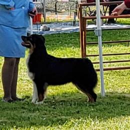 Bishop  - Australian Shepherd