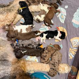 Jolene - Merle female Saint Berdoodle puppy in Beach, North Dakota from Badland St. Berdoodles LLC