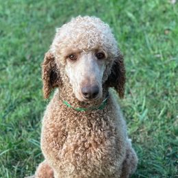 Huck - Poodle