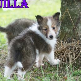 Tequilla - Sable-White Female - Sable and white female Shetland Sheepdog puppy in Frazeysburg, Ohio from Mountain High Kennels