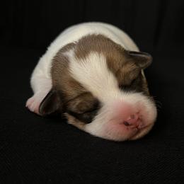 Russell Terrier Puppies from Breezy Meadows Russell Terriers
