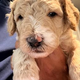 Chai - Brown and white male Sheepadoodle puppy in Amherst, Ohio from Barking doodles