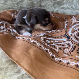 Mouse- Grey Collar - Red tri-color male Australian Shepherd puppy in Newport, Rhode Island from Wildlings Australian Shepherds