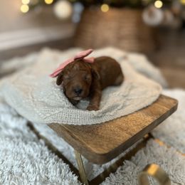 Purple Collar Girl - Red  female Poodle puppy in Charlotte, North Carolina from Bruno & Co. Puppies