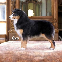 Geo - Miniature Australian Shepherd