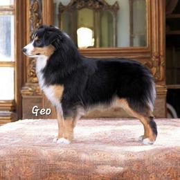Geo - Miniature Australian Shepherd