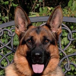 Leyla  - German Shepherd