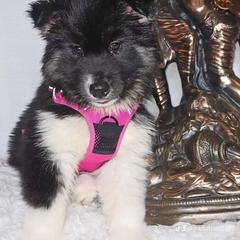 Siberian Husky Puppies from Springfield Huskies