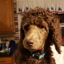 Poodle Puppies from Shallow Bay Standard Poodles