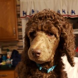 Poodle Puppies from Shallow Bay Standard Poodles