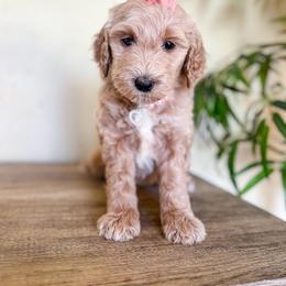 Hope - Cream female Goldendoodle puppy in Waterford, California from Alvdoodles
