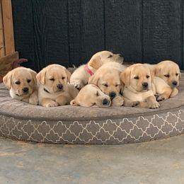Labrador Retriever Puppies from Wilson Farms & Labradors