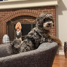 Assorted Doodle Crosses, Australian Labradoodle, Bernedoodle, Goldendoodle, and Labradoodle All Grown Up from Erica’s Doodles