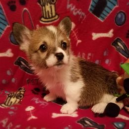 Pembroke Welsh Corgi Puppies from Iron Moss Ranch