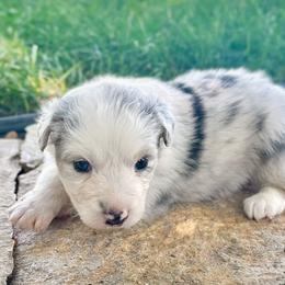Dina - Blue merle female Australian Shepherd puppy in Wauneta, Nebraska from 4H Aussies