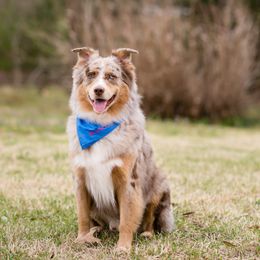 Levi - Australian Shepherd