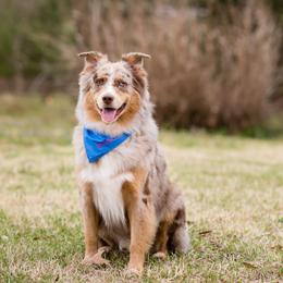 Levi - Australian Shepherd