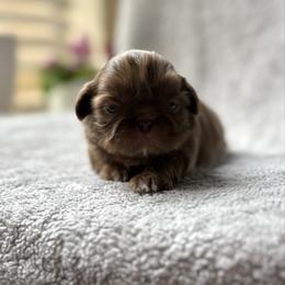 Stanley - Chocolate male Shih Tzu puppy in Las Vegas, Nevada from Vegas Shih Tzus