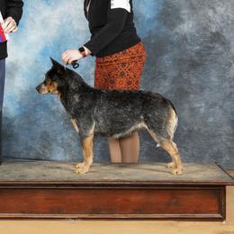 Opal - Australian Cattle Dog