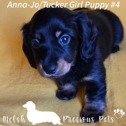 Anna-Jo and Tucker's puppy 4 - Black and tan female Dachshund puppy in Anamosa, Iowa from Melsh Precious Pets