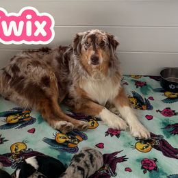 Twix - Australian Shepherd