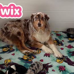 Twix - Australian Shepherd
