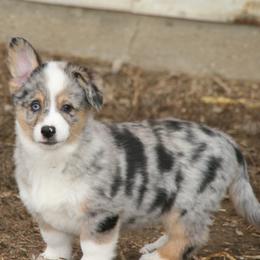 Fergus - Blue male Companion Cross puppy in Fairview, South Dakota from Dakota Toy Aussies
