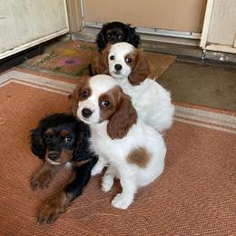 Spot - Blenheim male Cavapoo puppy in Phoenix, Arizona from Larisa's Cavaliers