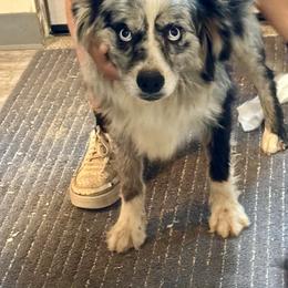 Blitz - Miniature Australian Shepherd