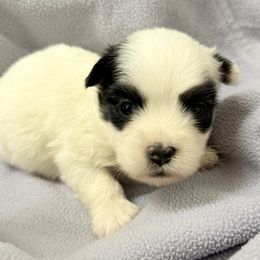 Panda - White female Havanese puppy in Lancaster, South Carolina from 3 Bs Havanese-PUPPIES with  PURPOSE