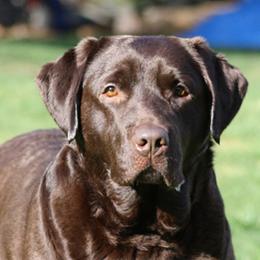Labrador Retrievers and Newfoundlands from Brush & Marsh Labradors & Newfoundlands
