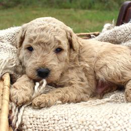 Casper- Male- AKC Mini Poodle- Stokesdale, NC - Cream male Poodle puppy in Stokesdale, North Carolina from His and Hers Poodles and Doodles