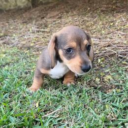 Dock - Sable male Dachshund puppy in Bremen, Georgia from Asapp’s Sweet and Spicy Dachshunds